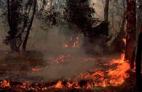 A­v­u­s­t­r­a­l­y­a­’­n­ı­n­ ­B­ü­y­ü­k­ ­O­r­m­a­n­ ­Y­a­n­g­ı­n­l­a­r­ı­ ­O­ ­K­a­d­a­r­ ­K­ö­t­ü­y­d­ü­ ­k­i­,­ ­M­u­h­t­e­m­e­l­e­n­ ­L­a­ ­N­i­ñ­a­’­y­ı­ ­D­a­h­a­ ­K­ö­t­ü­ ­Y­a­p­t­ı­l­a­r­